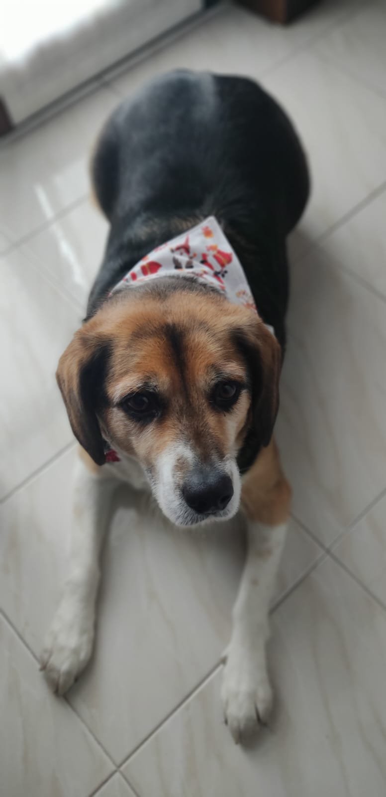 Bandana per cani Avvento - immagine 5